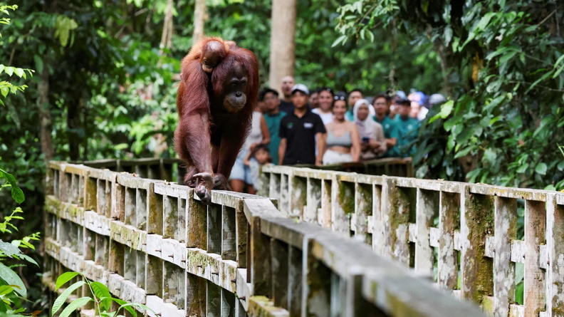 Bornean Orangutan (Pongo pygmaeus) carries her baby at a rehabilitation centre in Sepilok, Malaysia